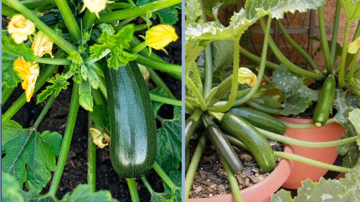 How to Grow Zucchini in Containers: A Beginner’s Guide for a Bountiful Harvest