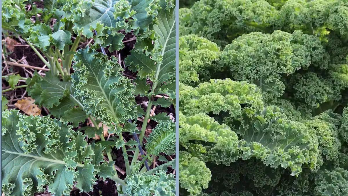 How to Grow Kale in Your Backyard: A Complete Guide for Fresh, Nutritious Greens