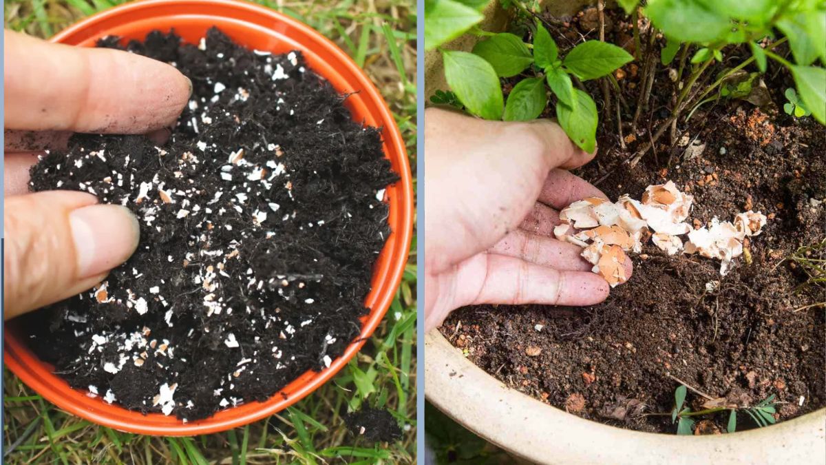 I Stopped Throwing Away Eggshells — And Here’s the Clever Way I Reuse Them in My Garden