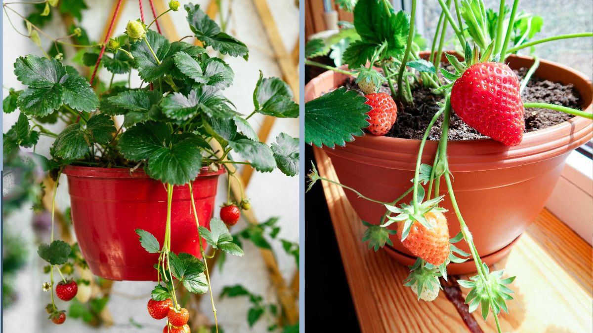 How to Grow Strawberries in Hanging Pots on Your Balcony: A Complete Beginner-Friendly Guide