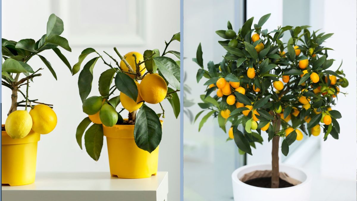 Step-by-Step Guide to Growing Lemons Indoors: How to Grow Fresh Citrus at Home All Year Round