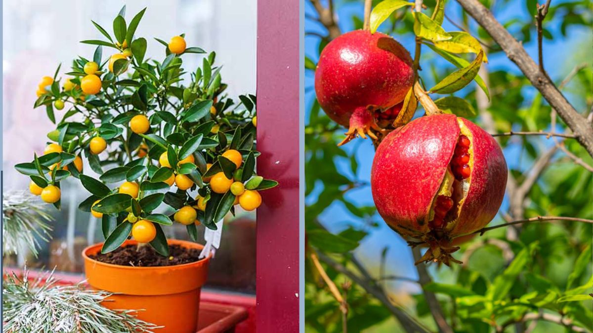 7 Compact Fruit Trees That Thrive in Containers: The Ultimate Guide for Small-Space Gardeners
