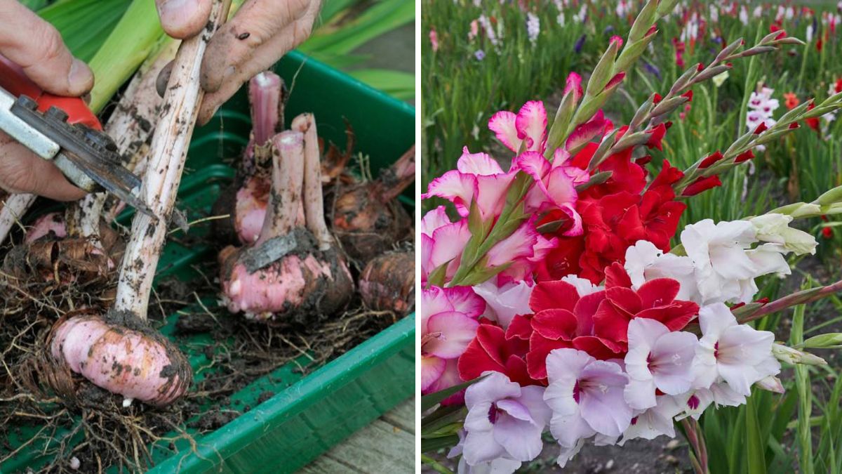 How to Store Gladiolus (Gladioli) Corms for the Next Season: Complete Step-by-Step Guide