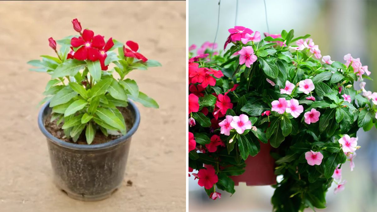 How to Grow Vinca Rosea (Periwinkle/Sadabahar) in Pots: Complete Care Guide for Healthy Blooms