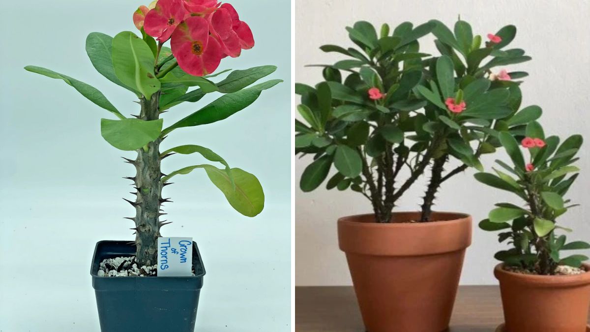 How to Grow Crown of Thorns from Cuttings: The Complete Guide to Propagating Euphorbia Milii Successfully