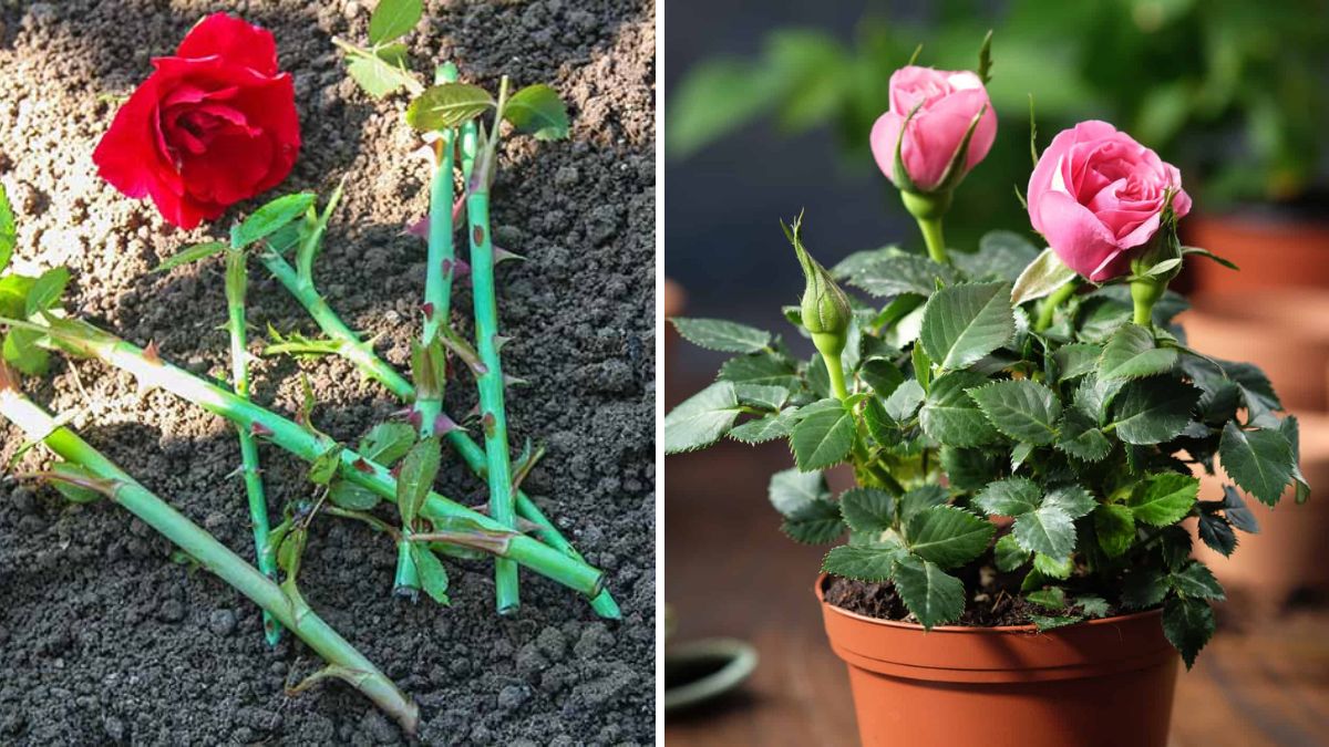 Grow Beautiful Roses at Home: Easy Guide to Propagation and Care