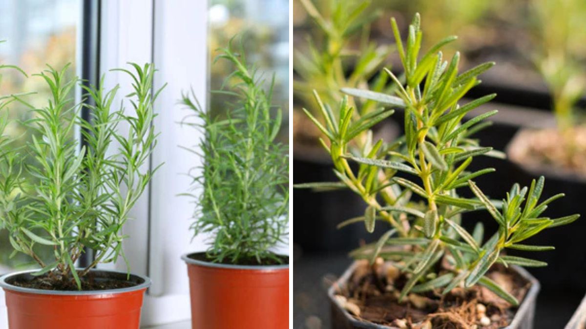 How to Use Rosemary at Home: Easy and Fast Tips for Health, Cooking, and Garden