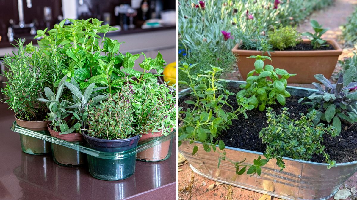 Grow Rosemary, Oregano, and Thyme in Small Spaces: Easy Tips for a Home Herb Garden