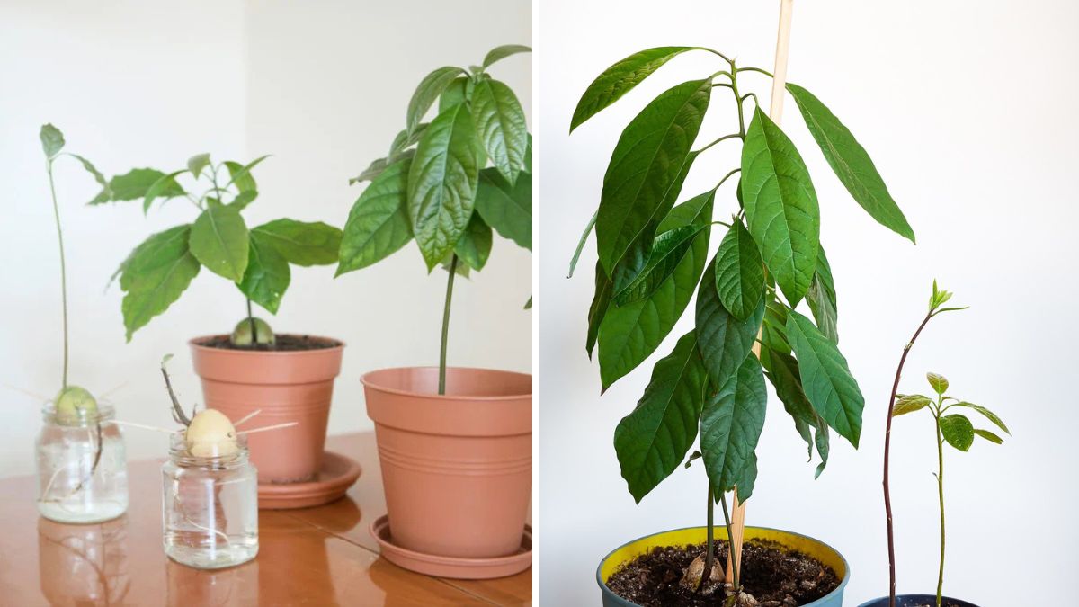How to Plant and Graft Avocado for Early Harvest: Step-by-Step Guide