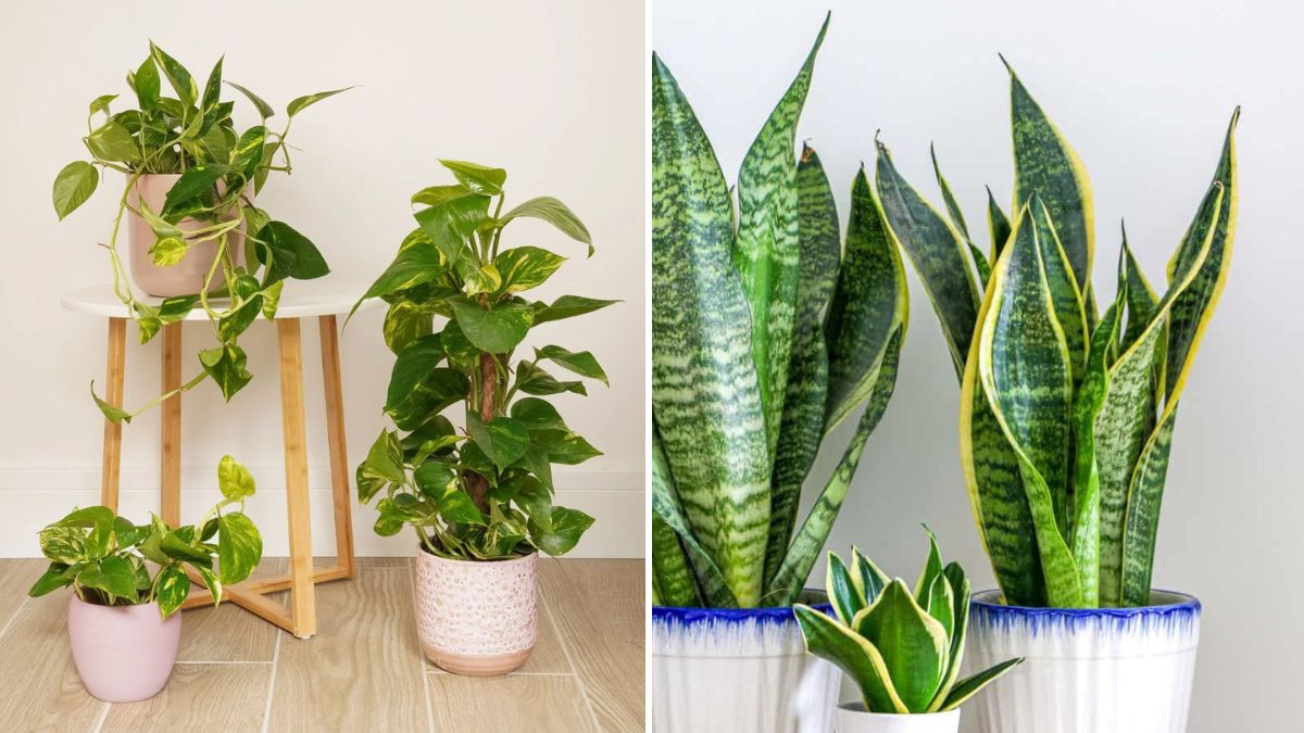 5 Common Houseplants You Can Grow from Stem Cuttings