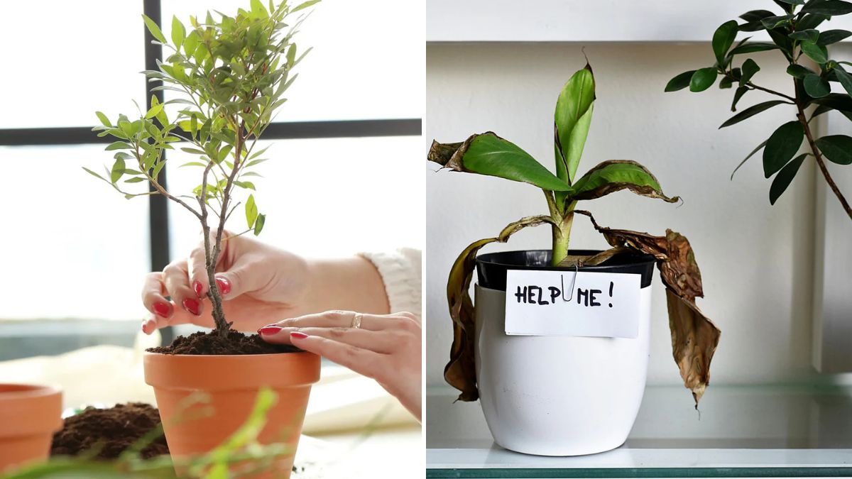 How to Revive Dying Plants with Simple Fixes
